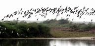 Mysterious suicide of birds in Assam village portrayed in poems